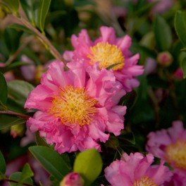 Pink October Magic Carpet Camellia Flowers and Foliage Main