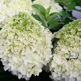 White Wedding Hydrangea Shrub Blooming Main