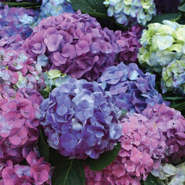 L.A. Dreamin' Hydrangea Covered in Flowers
