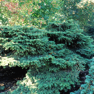 Spruce Tree Care