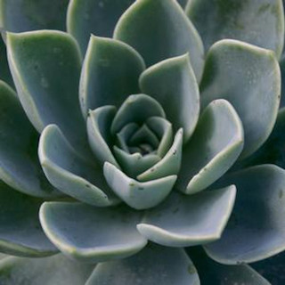 Echeveria Care