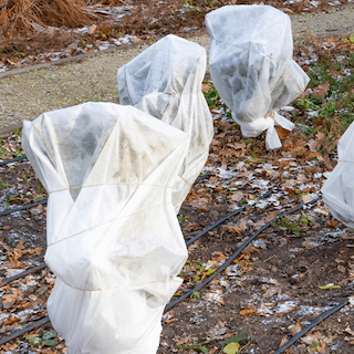 Protecting Plants in the Winter