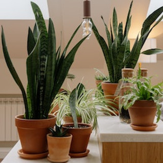 Houseplant Care