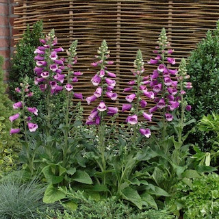 Foxglove Care