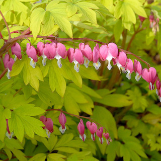 Bleeding Heart Care