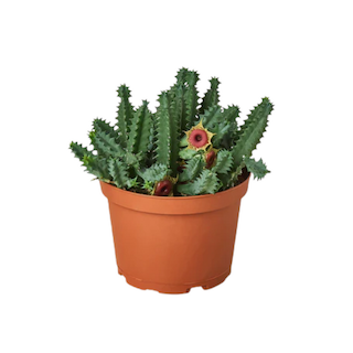 Cactus Care