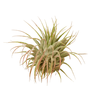 Air Plant Care