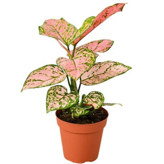 Aglaonema Care