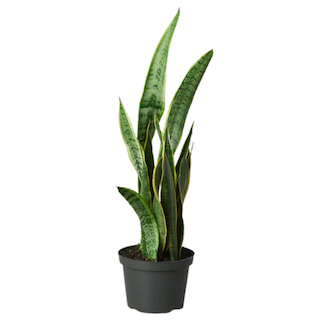 Snake Plant Care