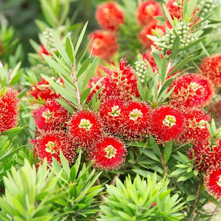 Bottlebrush Care