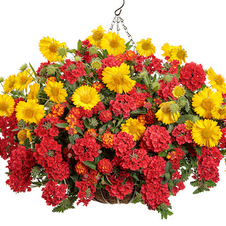 Best Plants For Hanging Baskets