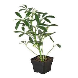 Schefflera Care