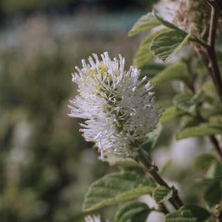 Fothergilla Care