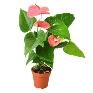 Anthurium Care