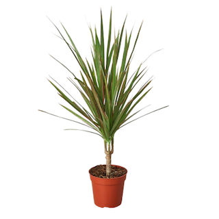 Dracaena Care