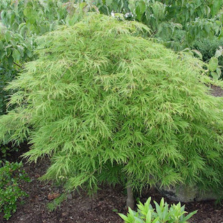 Japanese Maple Care