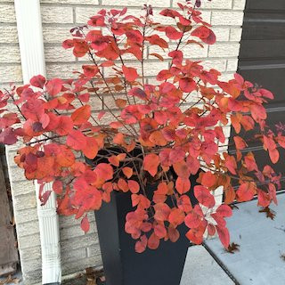 Growing Shrubs in Pots