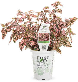Hippo® Pink Polka Dot Plant | Plant Addicts