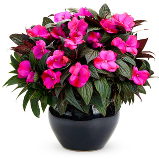 Beacon™ Rose Impatiens | Plant Addicts