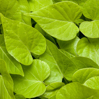 Sweet Potato Vine