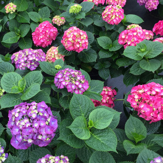 Azaleas With Hydrangeas