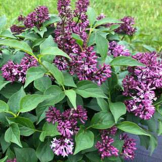 Lilac Shrubs