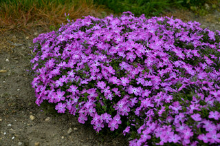 Spring Bling Rose Quartz Phlox | Plant Addicts