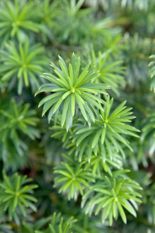 Yewtopia Plum Yew | PlantAddicts.com