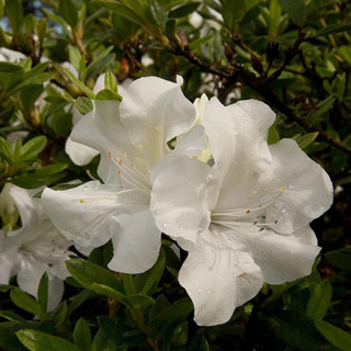 Azaleas Autumn Ivory Encore Azalea Flower