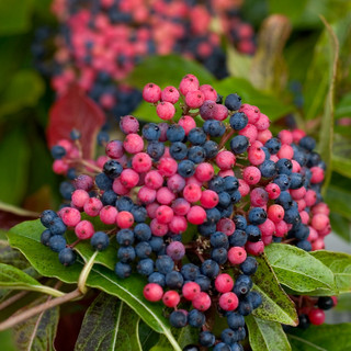 viburnum berries