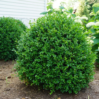 Boxwood