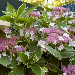 Mophead Hydrangeas | | Hydrangea macrophylla | Plant Addicts