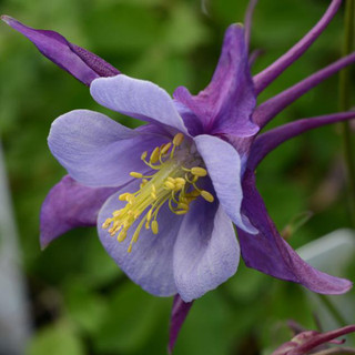 Columbine 