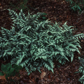 Ferns