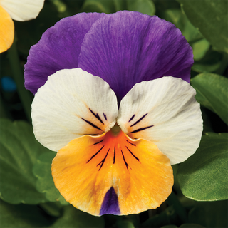 Pansies