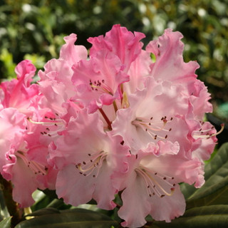 Azaleas and Rhododendron