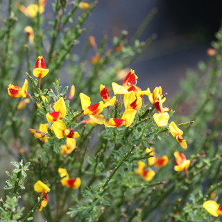 Scotch Broom Shrubs