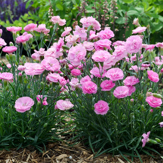 Image of Petunias companion plant for dianthus firewitch