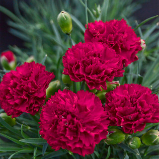 Dianthus Care