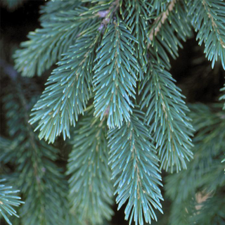 Sprune Spruce Trees | Plant Addicts