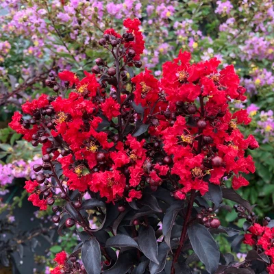Center Stage Red Crape Myrtle Flowers and foliage