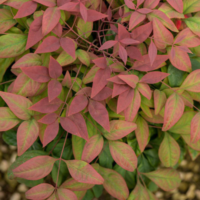 Nandina