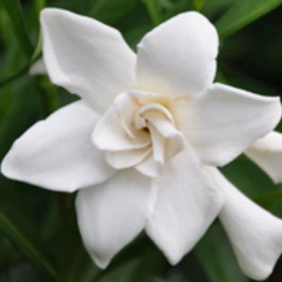 Frost Proof Gardenia White Flower
