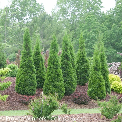 North Pole Arborvitae Mass Planting