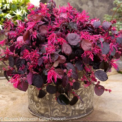 Jazz Hands Bold Loropetalum With Dark Foliage and Bright Flowers
