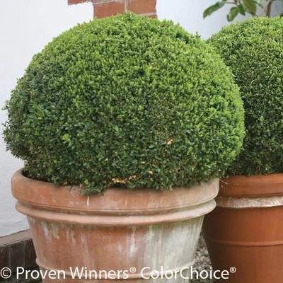 Sprinter Boxwood Shrub in Terracotta Pot