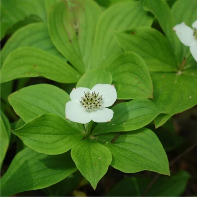 Bunchberry Flower and Leaves Close Up
