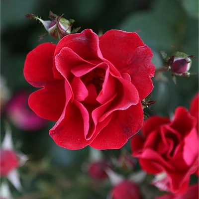 Miracle on the Hudson Rose Flower Close Up