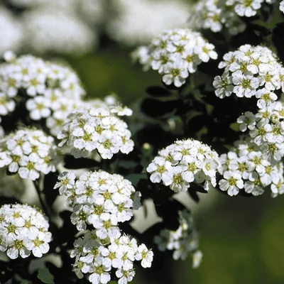 Snowmound Spirea Flowering
