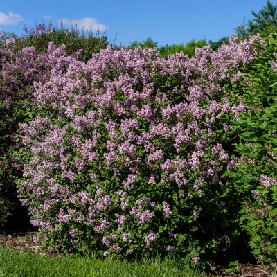 Spring Flowering Bushes